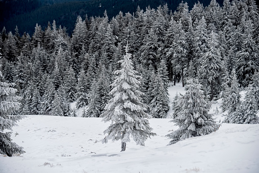 Majestic winter landscape. Snow-covered spruce trees in the mountains.