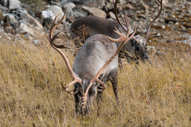 istock Two reindeer bucks grassing by the shore in the arctic 1678417675