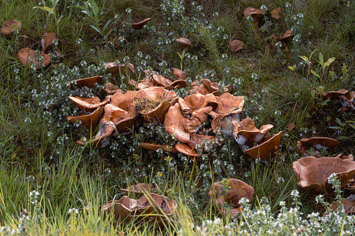 Cluster of brown mushrooms in between grass and herbs in a forest in Norway