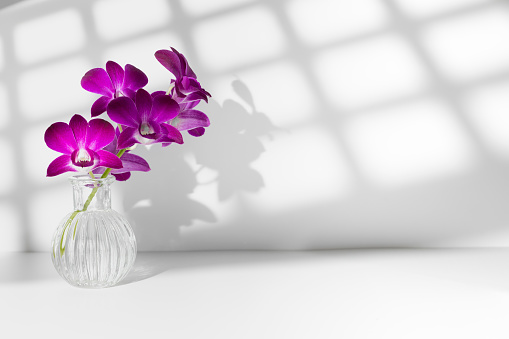 Bouquet of five violaceous orchid flowers in vase on table with square shadow on wall in white studio. Wallpaper, copy space. Garden arrangement. Flower shop and fresh fragrant organic plants delivery