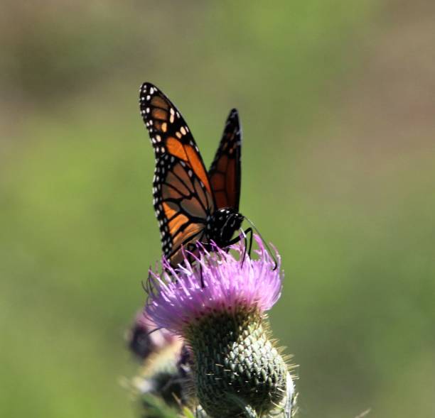 istock Butterfly on a flower 1678423180
