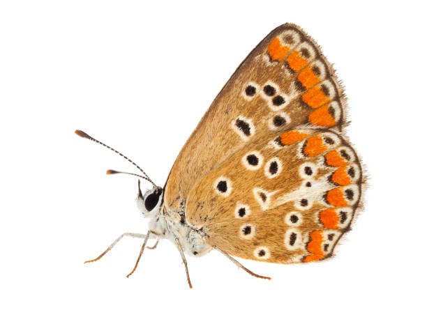 istock Southern brown argus isolated on white background, Aricia cramera 1678428284