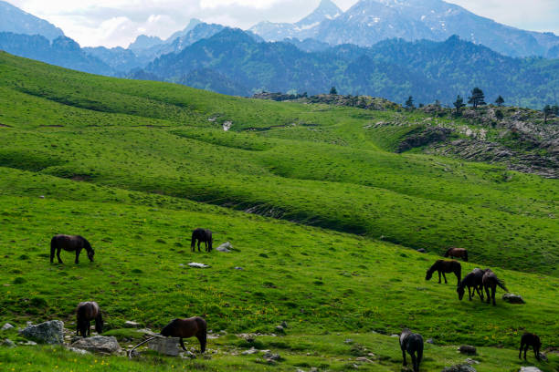 istock Wild horses in Larra-Belagua valley in pyrenees 1678429977