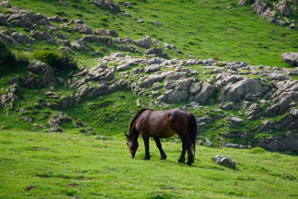 istock Wild horse in pyrenees in Spain 1678430525
