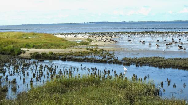 istock Various birds in the mudflats with grass and water in beautiful light 1678430534