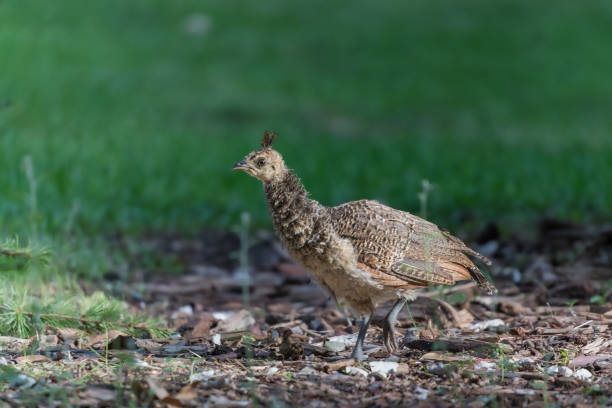 istock Indian Peafowl at Retiro Park in Madrid 1678431772