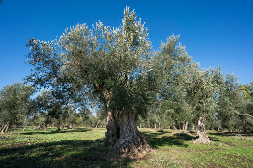 Old olive tree in southern Italy countryside