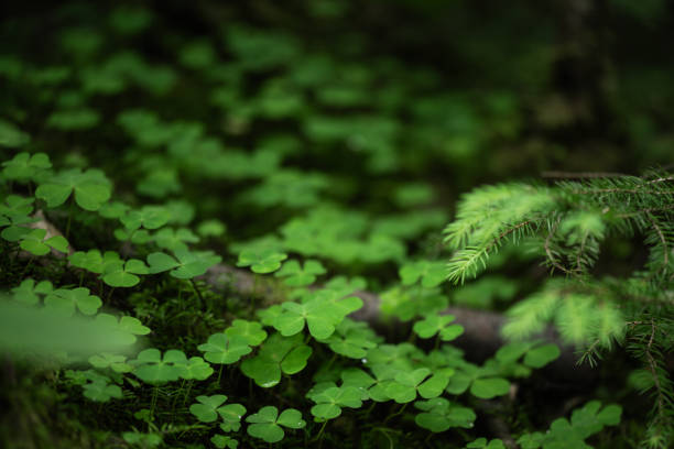 istock Clover leaves background. Lucky shamrock leaf meadow in the forest. 1678443104