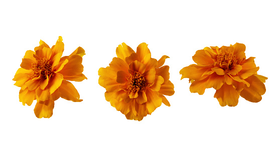 Set of orange marigold flower isolated on white background. Marigold flower head for design.