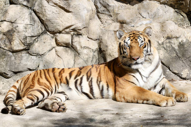istock Close up Indochinese tiger is rest 1678453191