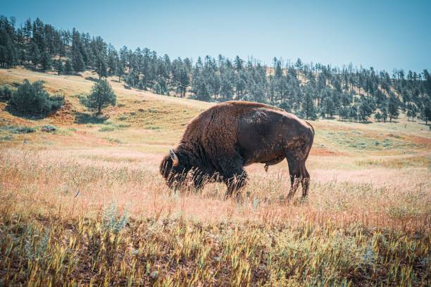 istock a bison grazing on grass in a field with trees in the distance 1678454262