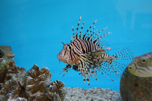 The red lion fish in water on blue background