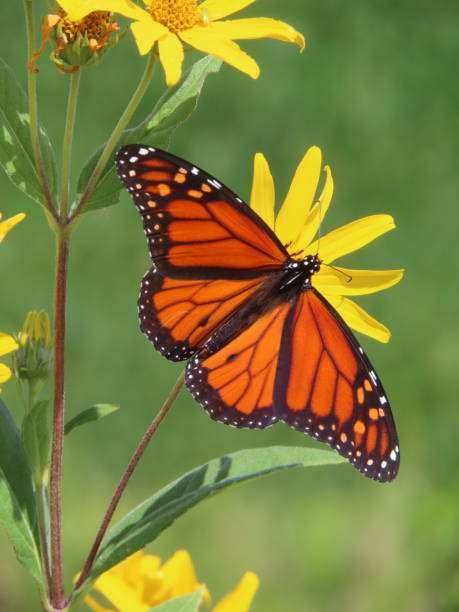 istock Monarch Butterfly on Yellow Wild Flowers 1678465823