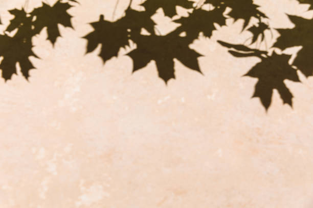 istock Maple tree leaves shadow on a beige wall background. Overlay effect, stylish flat lay with trendy shadow and sun light. Minimal autumn concept, neutral colors. Design banner, copy space 1678469485