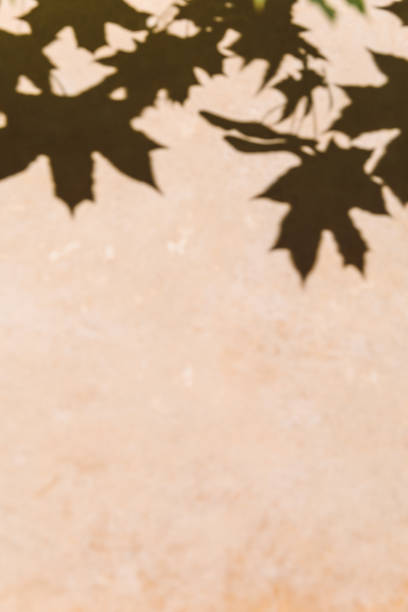 istock Maple tree leaves shadow on a beige wall background. Overlay effect, stylish flat lay with trendy shadow and sun light. Minimal autumn concept, neutral colors. Design banner, copy space 1678469567
