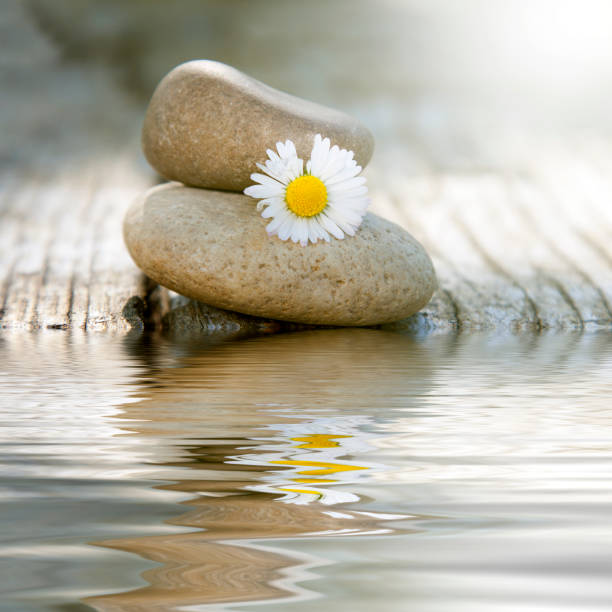 istock stones in balance with daisy and reflection in water 1678471325