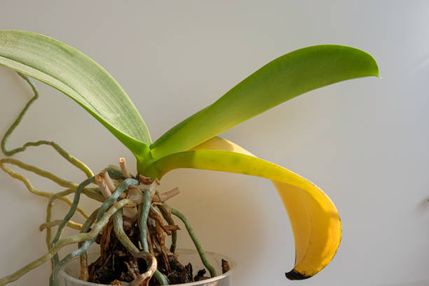 istock Orchid with a yellow leaf. Orchid diseases. 1678472951