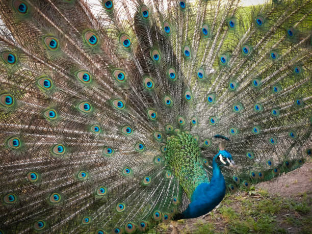 istock Peacock with unfolded plumage standing to be photographed 1678478407
