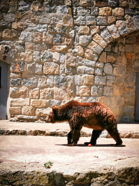 istock brown bear walking on rocks on stone background 1678478944