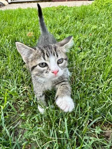 Photo of Kitten hello’s