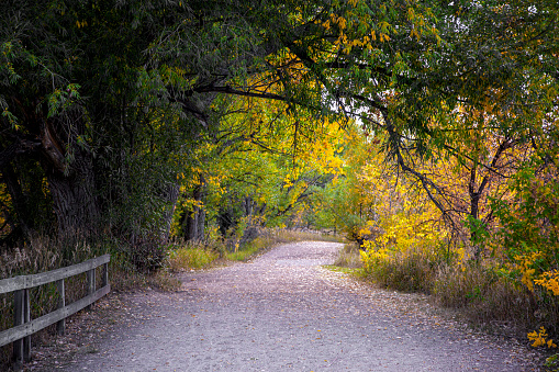 Background of a path through the trees that are changing colors in a park leading eye though the image into the light