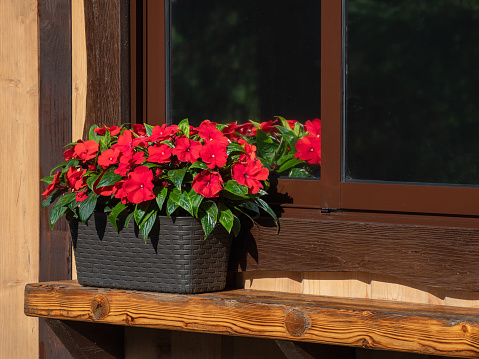 Summer natural red flowers. Red blooming balsamine flowers on a window sill.