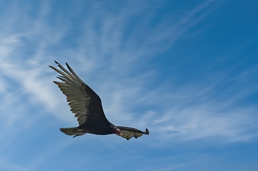 Turkey Vulture in Flight at Midday