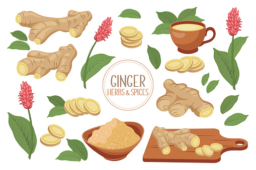 Set of ginger roots. Ginger root, dry ground powder, ginger tea, ginger leaves and flowers. Herbs and spices. Food icons, vector