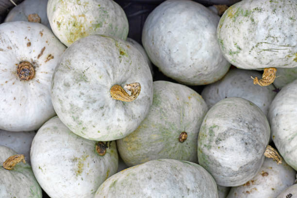 istock White Japanese Hokkaido Kabocha squashes 1678574029