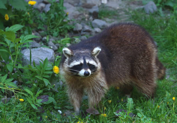 istock Cute Raccoon with flowers 1678604713