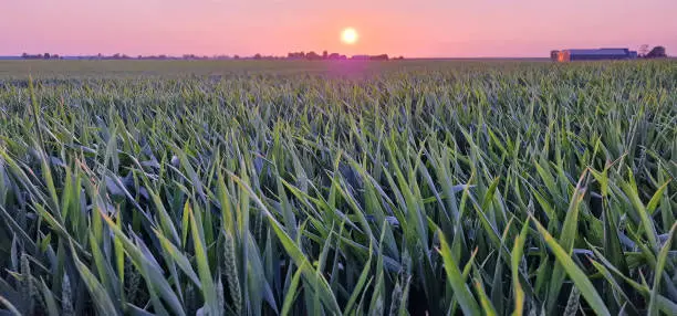 Photo of The sun goes down over a wheat field
