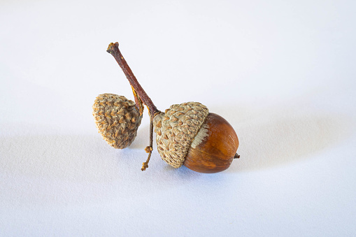 Detail shot of a freshly fallen acorn with white background.