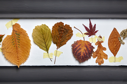 Dry autumn fallen leaves are glued with tape to a decorative plaster panel. Beautiful autumn herbarium.