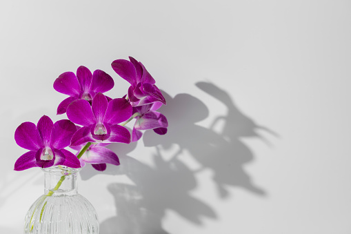Violaceous orchid flowers with green stem in glass vase with shadow on wall on white background. Background for perfume, cologne scent water product or beverage advertisement. Wallpaper, copy space