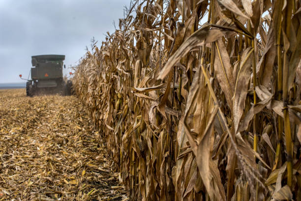 istock harvesting corn field, dry corn leaves in the foreground 1678621499