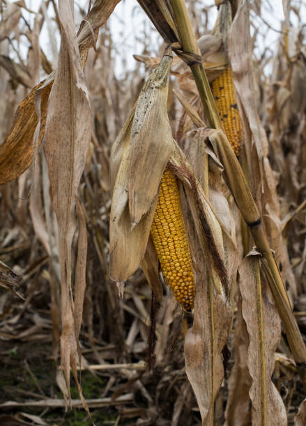istock Dry corn field background. harvest, dry stalks and ripe cobs 1678621512