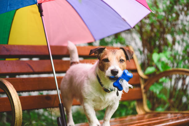 Jack Russell Umbrella - Pink Jack Russell Umbrella - Pink