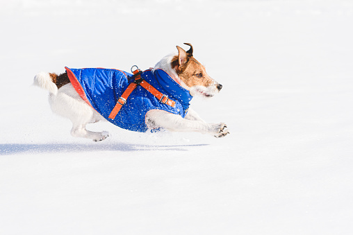 Jack Russell Terrier dog dressed in warm clothes