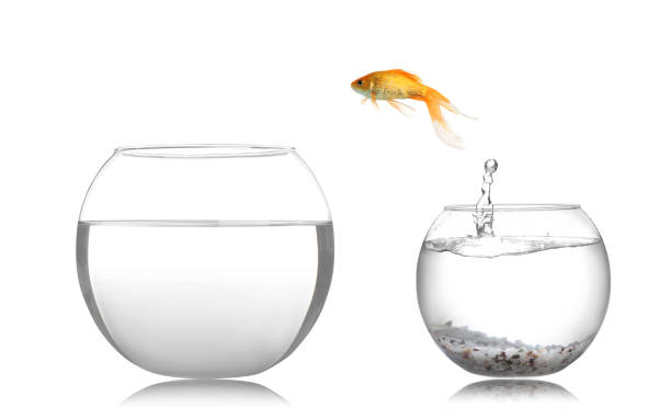 istock Goldfish jumping from glass fish bowl into bigger one on white background 1678636218