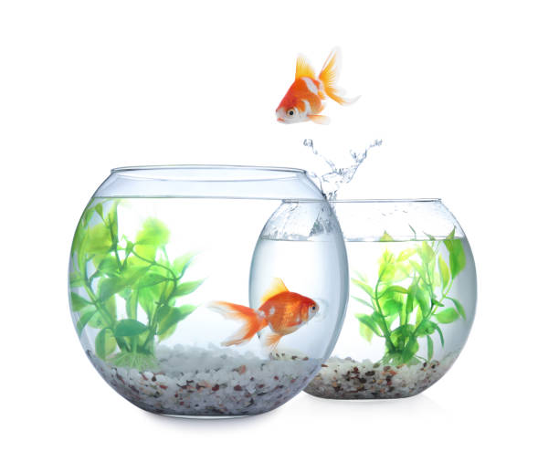 istock Goldfish jumping from glass fish bowl into another one on white background 1678636222