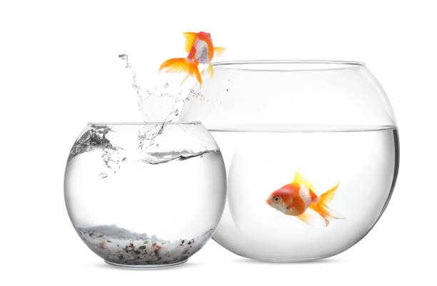 istock Goldfish jumping from glass fish bowl into bigger one on white background 1678636241