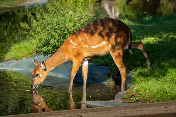 istock Sitatunga doe drinking water from the pond 1678637380
