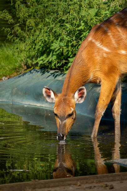 istock Sitatunga doe drinking water from the pond 1678637382