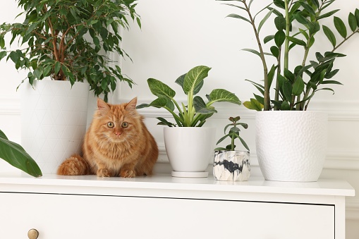 Adorable cat near green houseplants on chest of drawers at home