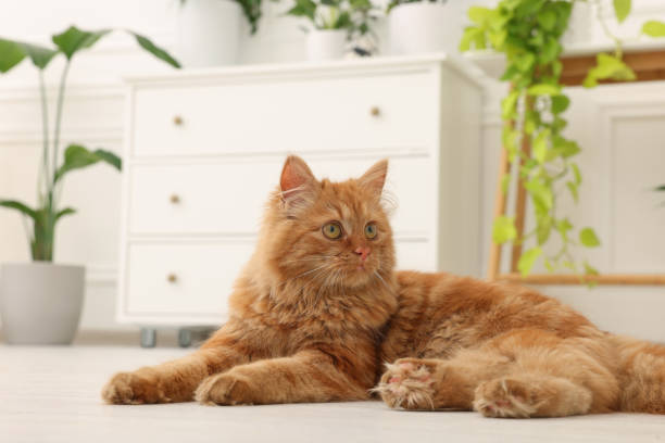 istock Cute red cat on floor at home 1678638487