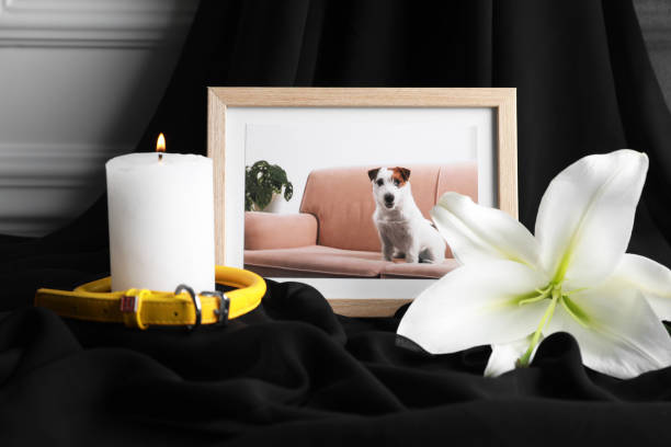 moldura com foto de cachorro, coleira, vela acesa e flor de lírio em pano preto, closeup. funeral de animais de estimação - pets loss dog frame - fotografias e filmes do acervo