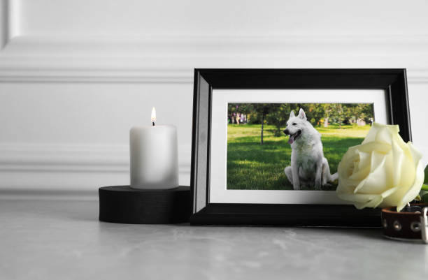 moldura com foto de cachorro, coleira, vela acesa e flor de rosa sobre mesa cinza claro. funeral de animais de estimação - pets loss dog frame - fotografias e filmes do acervo