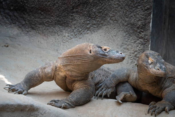 istock Two Komodo dragons in the ZOO 1678640219