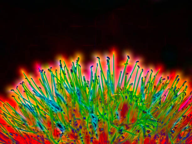 Multicolor neon closeup of a spherical bloom (unidentified species) with many stamens (pollen-producing reproductive organs) in an ornamental garden in Florida. Digital glow effect.