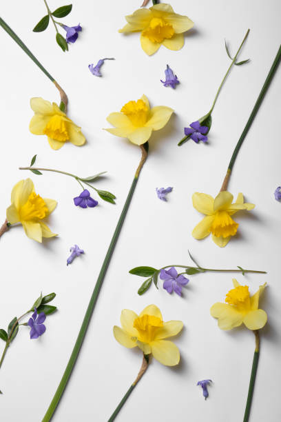 istock Beautiful yellow daffodils and periwinkle flowers on white background, flat lay 1678653108